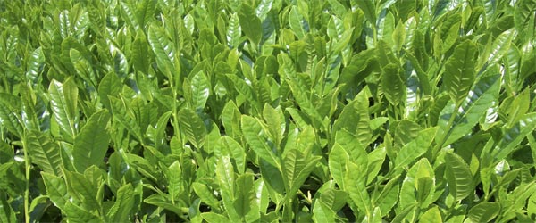 秋の成熟茶