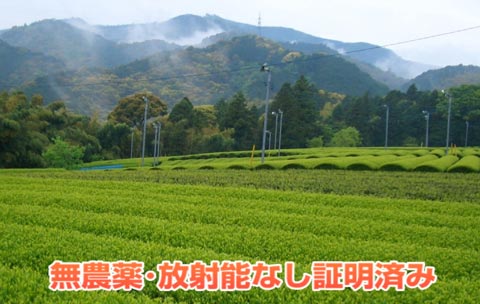 日本中央伝統茶の栽培環境
