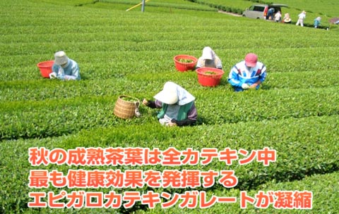 日本中央伝統茶の茶畑