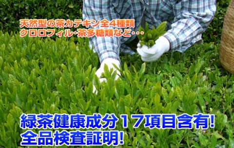 日本中央伝統茶の茶畑